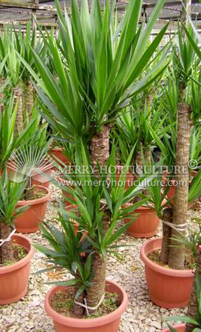 Yucca elephantipes (POT)